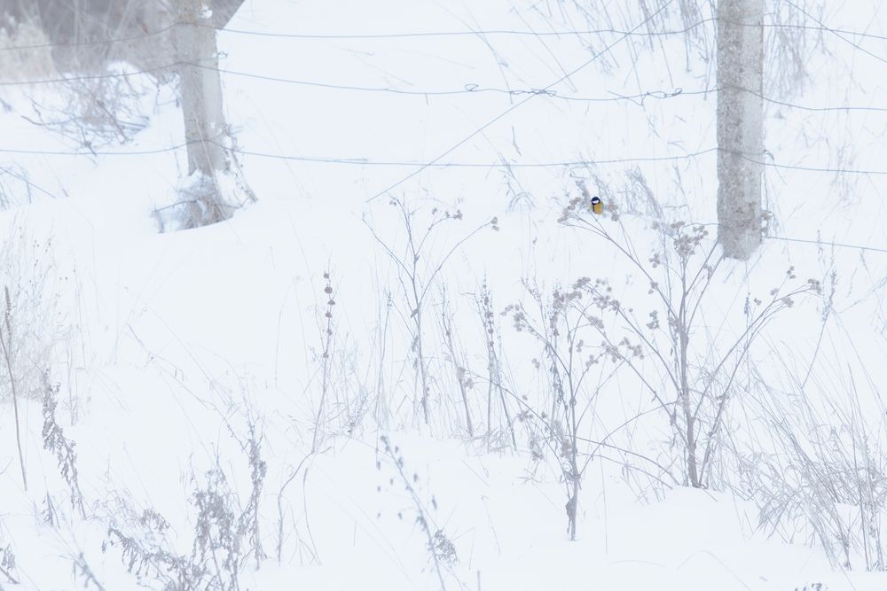 Photograph by Оля Васильева