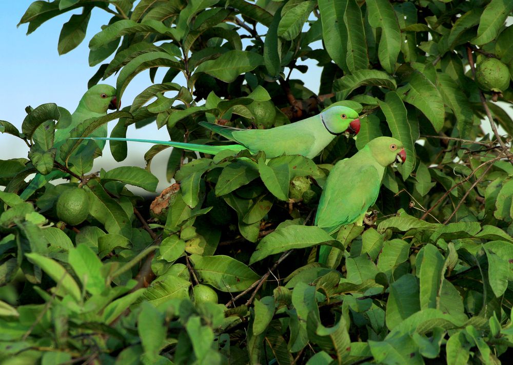 Photograph by Mohana Murali Krishna Kavutharapu