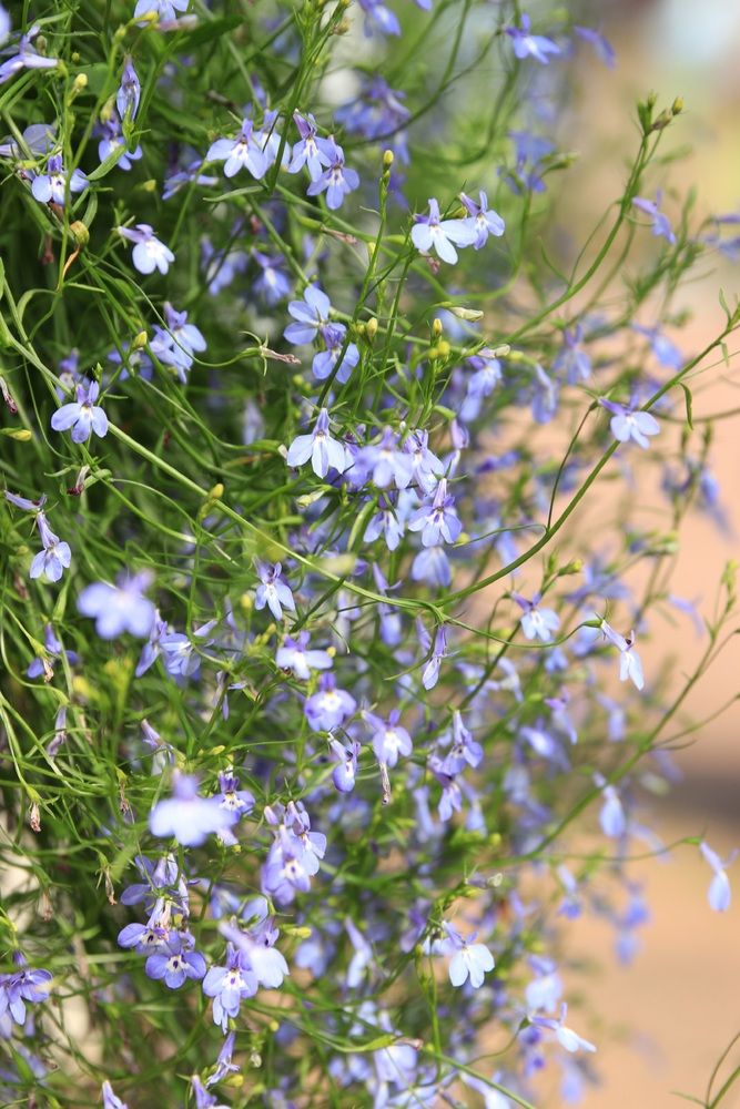 Photograph by Елена Николаева