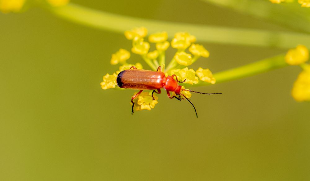 Photograph by Светлана Долотова