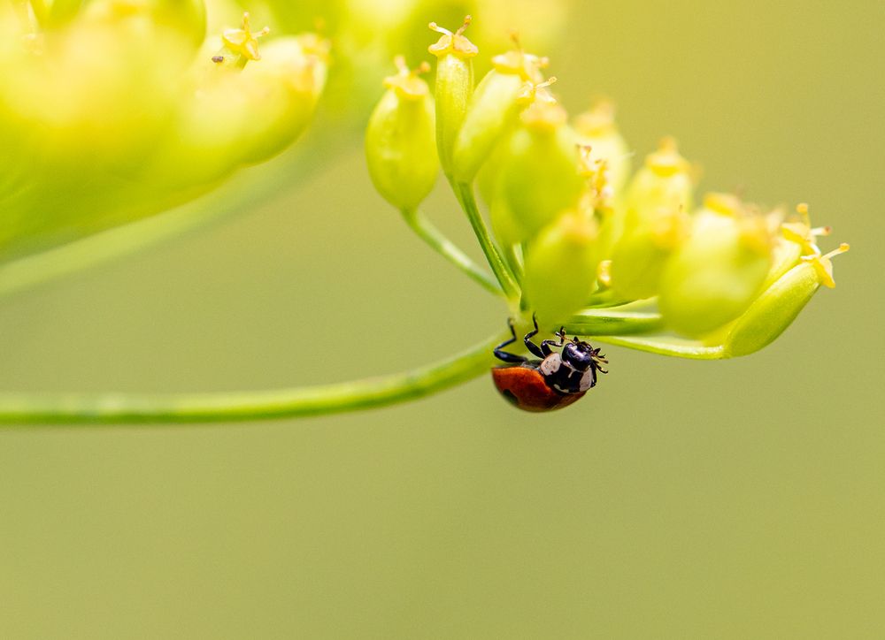 Photograph by Светлана Долотова