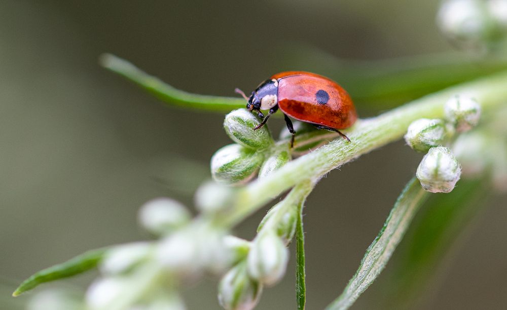 Photograph by Светлана Долотова