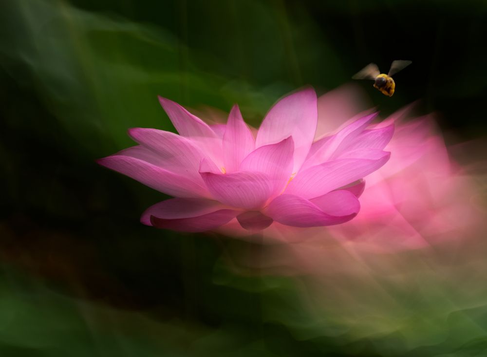 Photograph by cheng wei