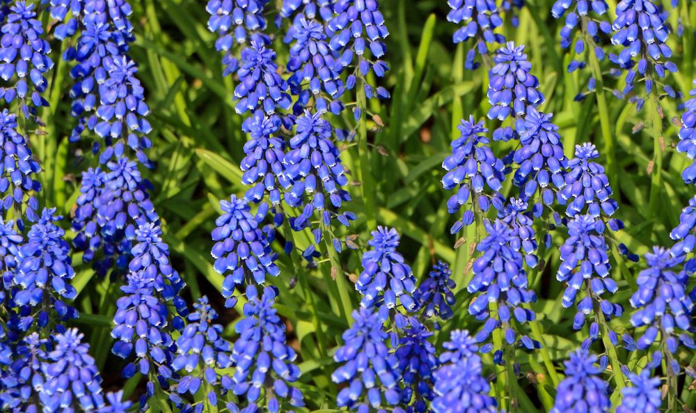 Фотография автора Светлана Долотова