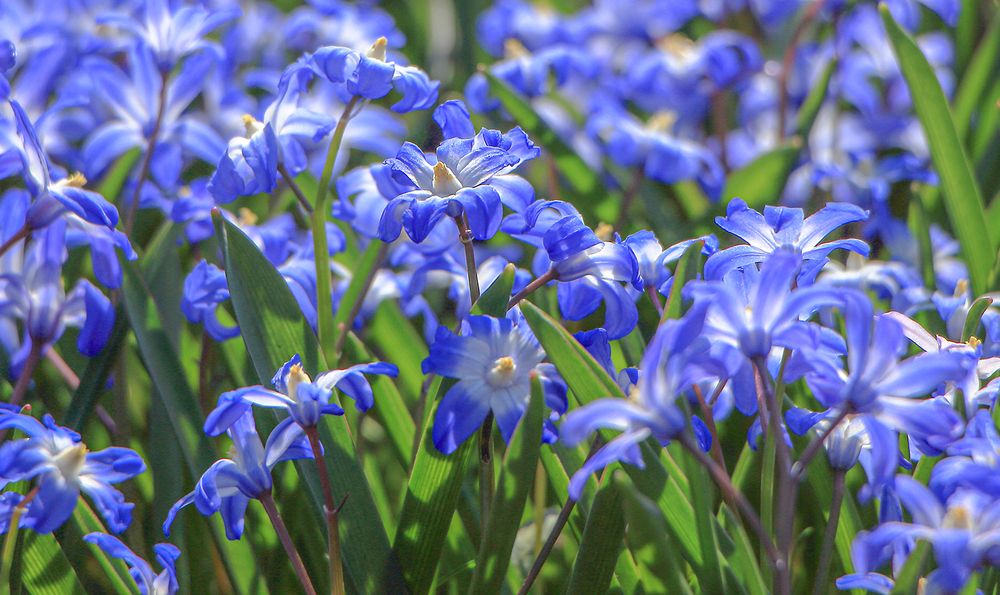 Фотография автора Светлана Долотова