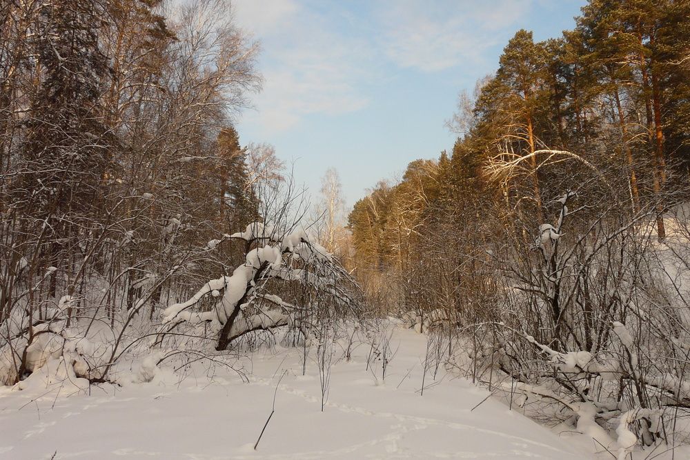 Лес в спячке
