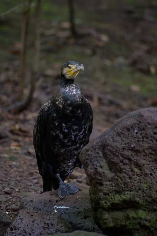 Photograph by Артем Алхимов