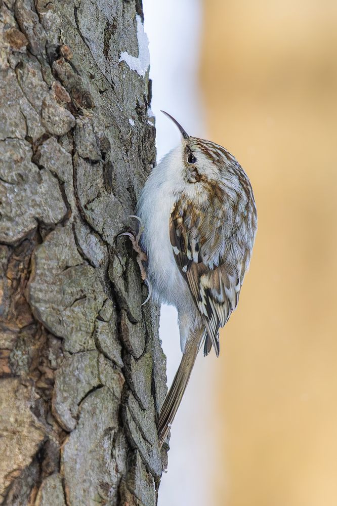 Фотография автора Екатерина Якель
