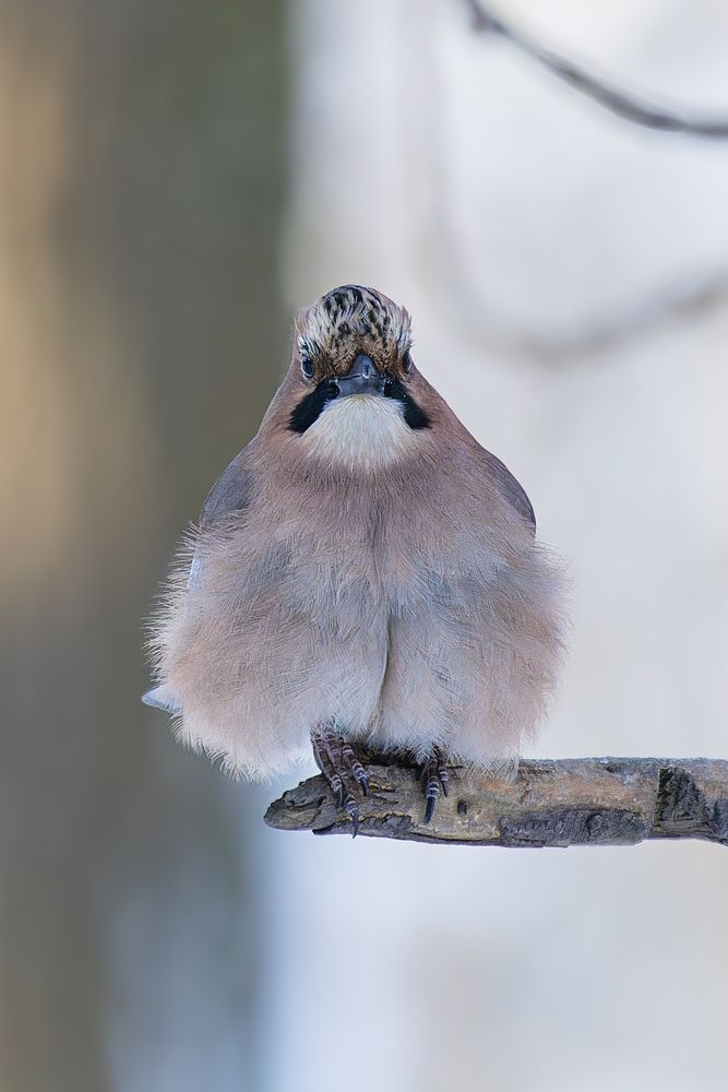 Фотография автора Екатерина Якель