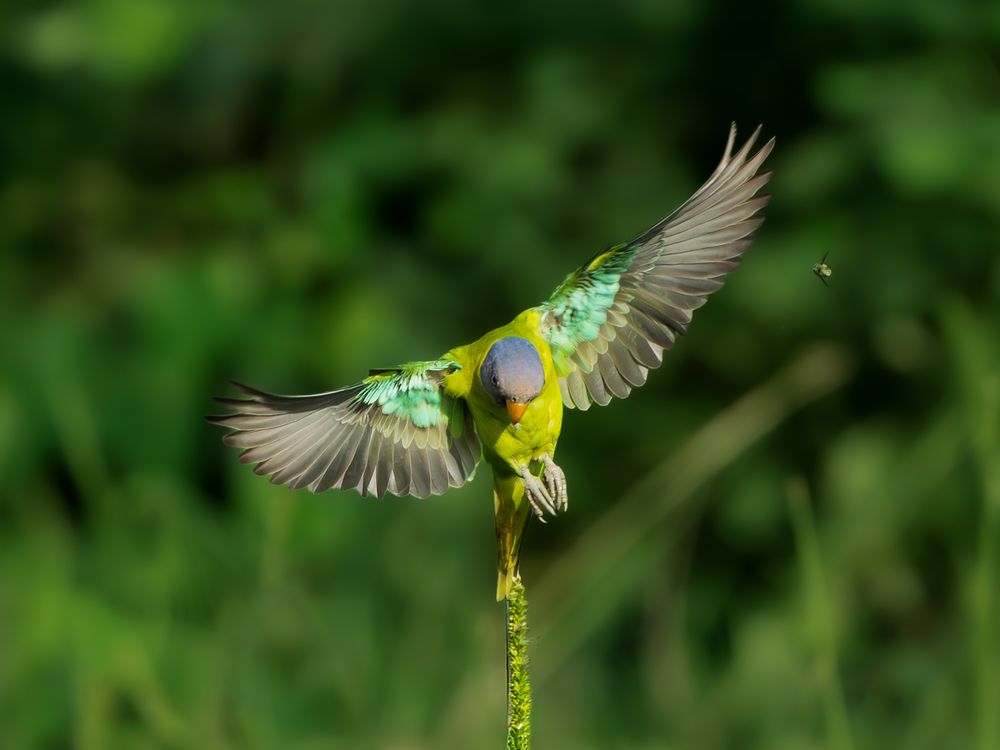 Photograph by Vipin P C