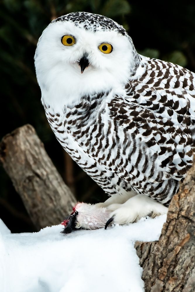 Фотография автора Павел Ващилов