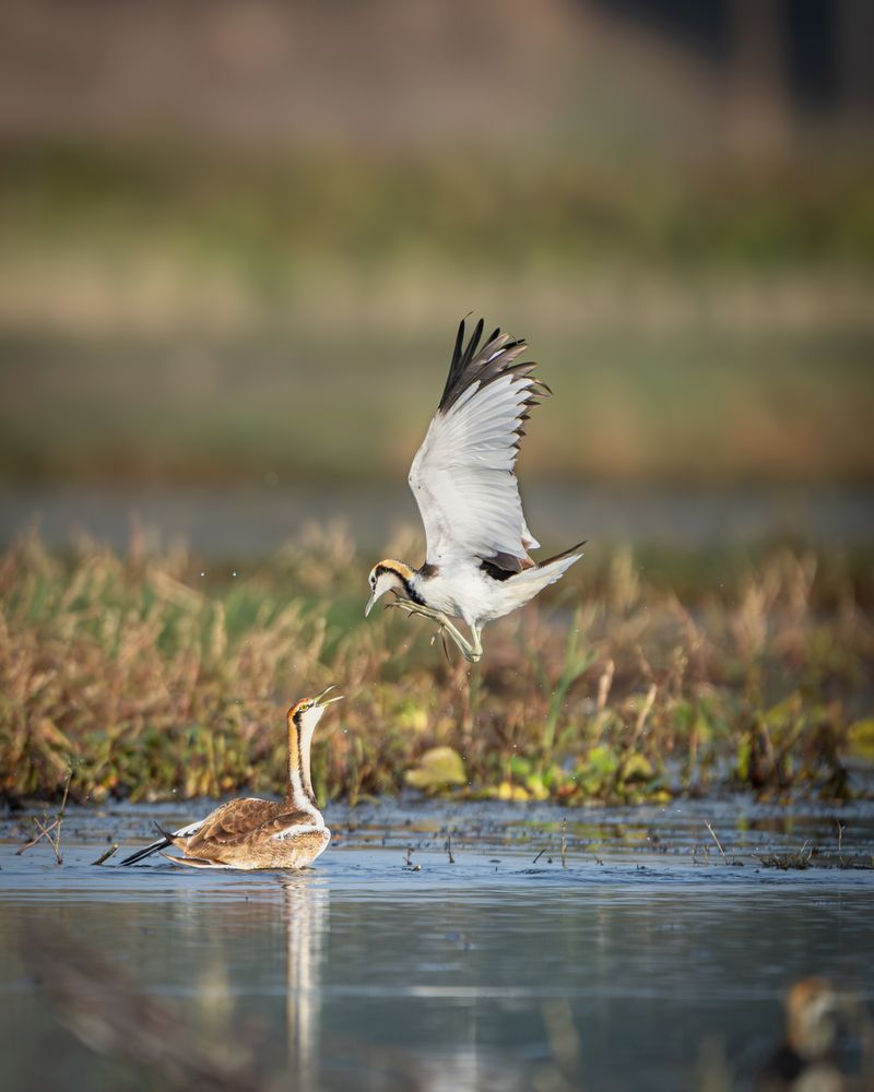 Territorial fight of Jacana