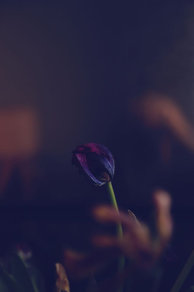 Photograph by Елена Гостева