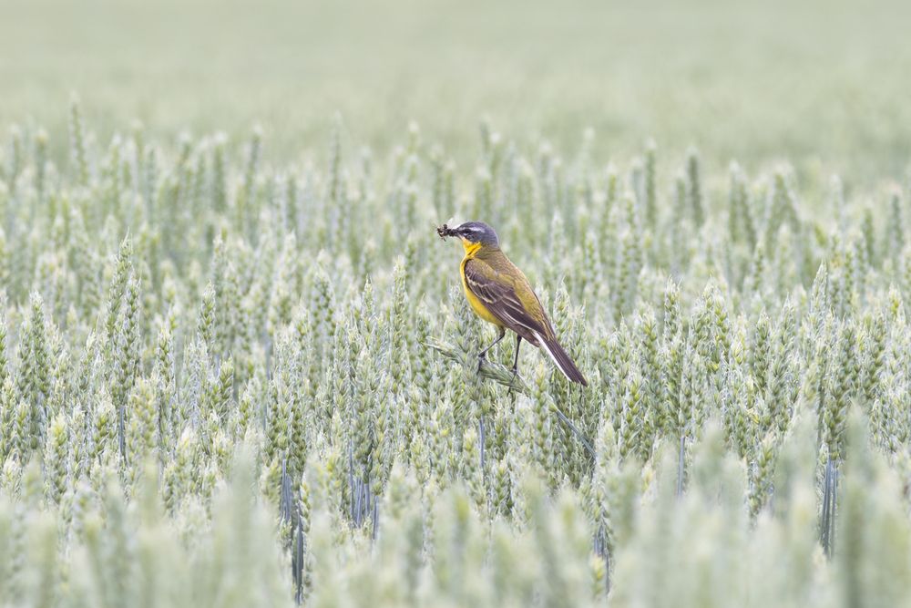 Жёлтая трясогузка с уловом