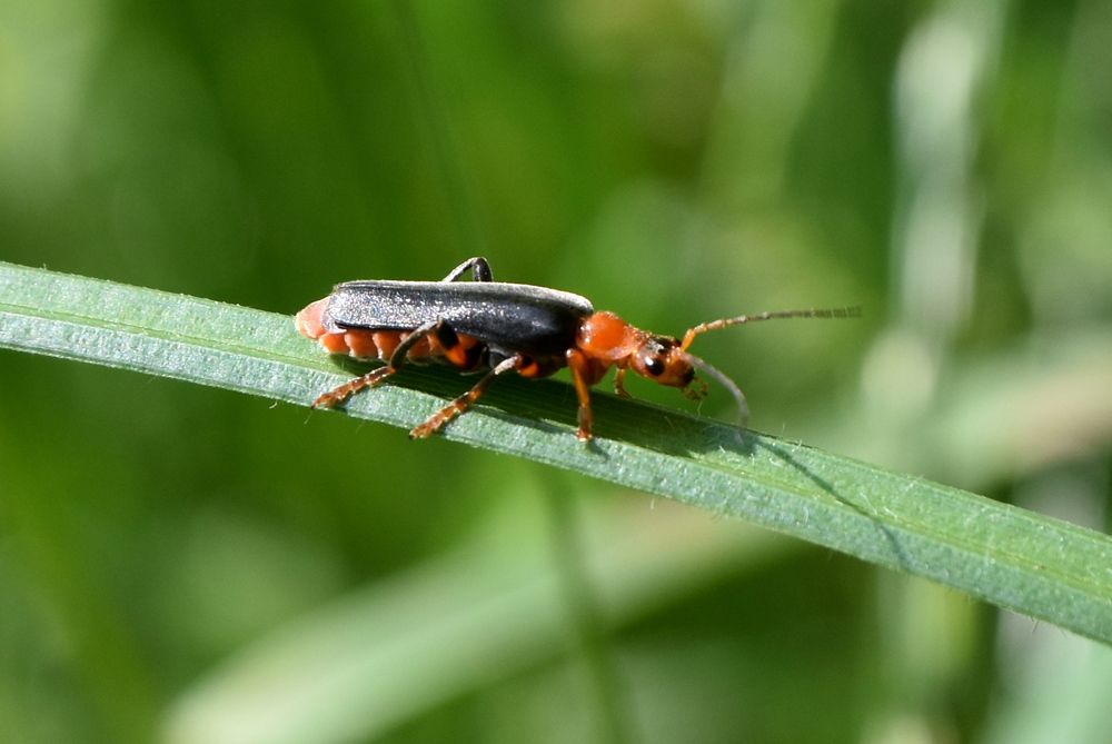 Photograph by Dimon Grinih