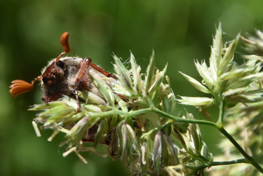 Photograph by Dimon Grinih