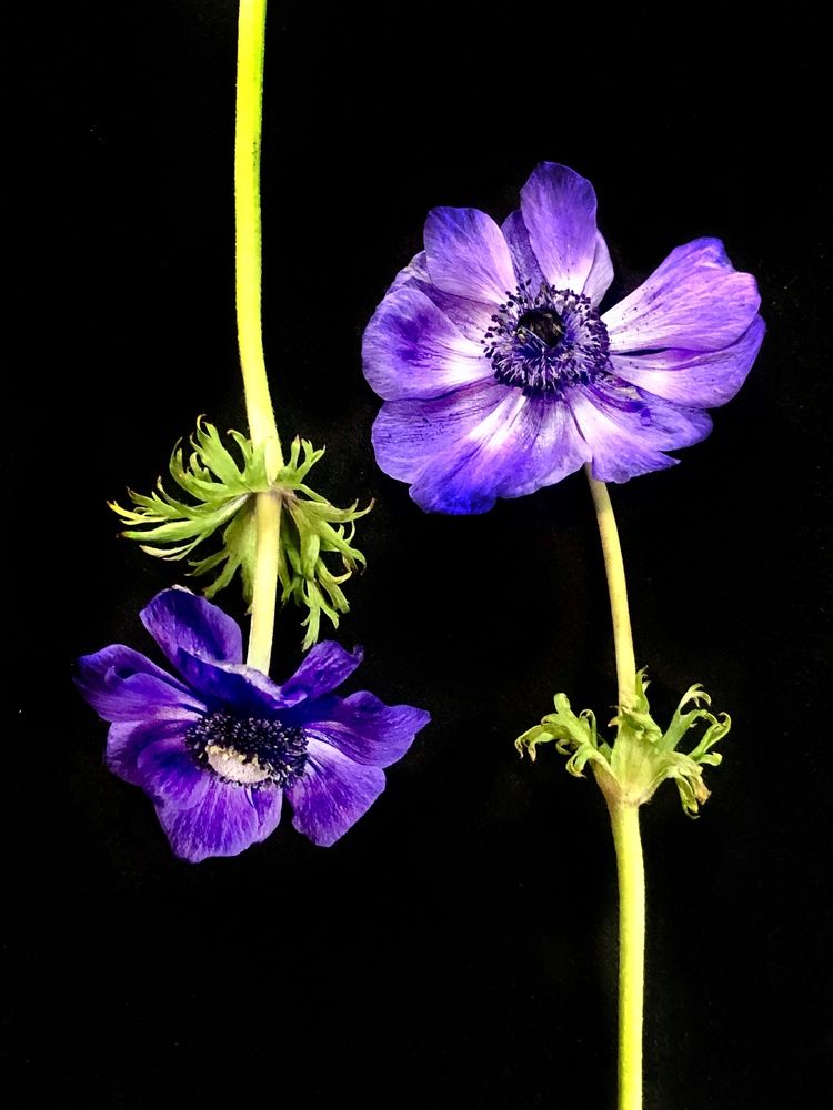 Photograph by Светлана Дмитриева