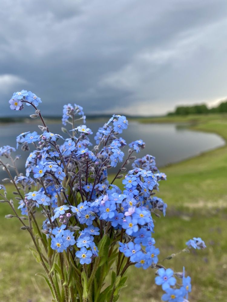 Photograph by Светлана Дмитриева