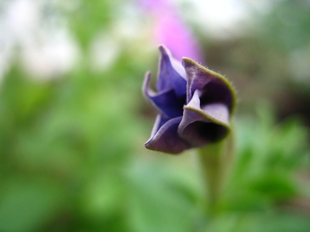 Photograph by Орл Про