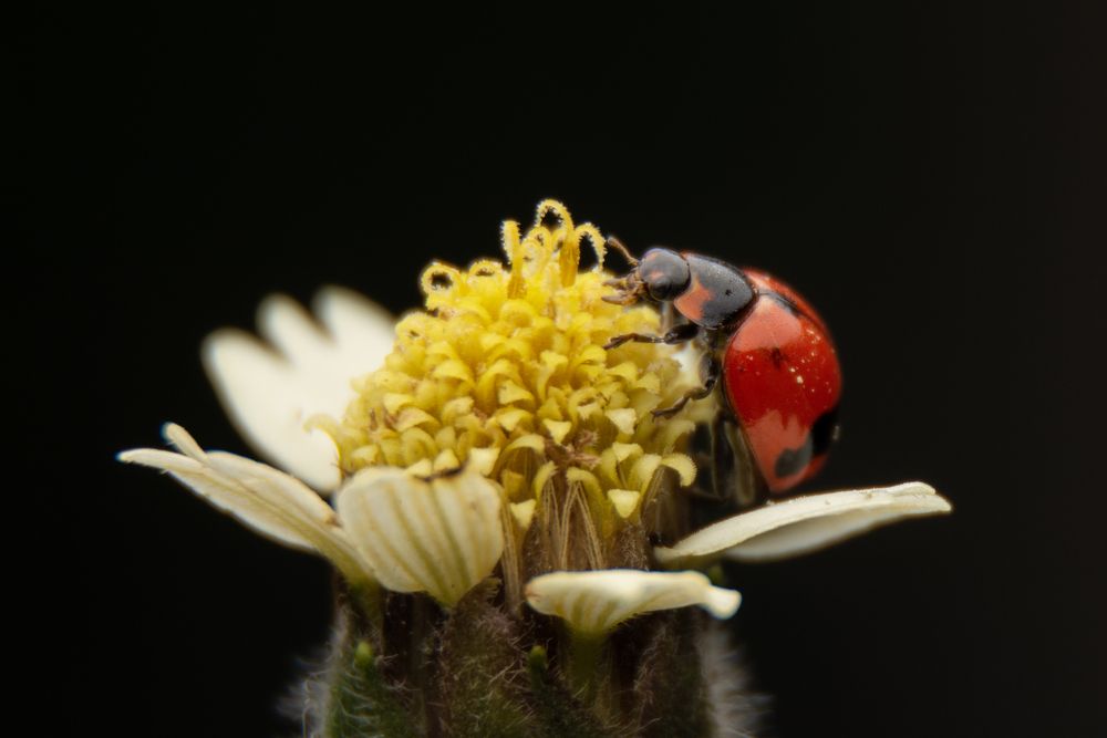 Photograph by Shehan Dondeenu