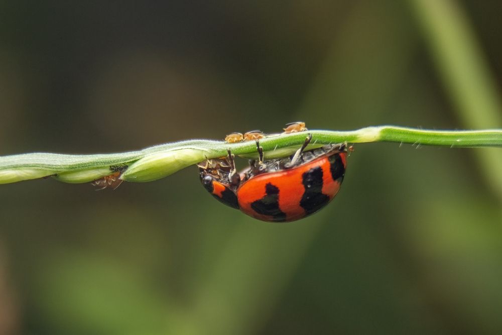 Photograph by Shehan Dondeenu