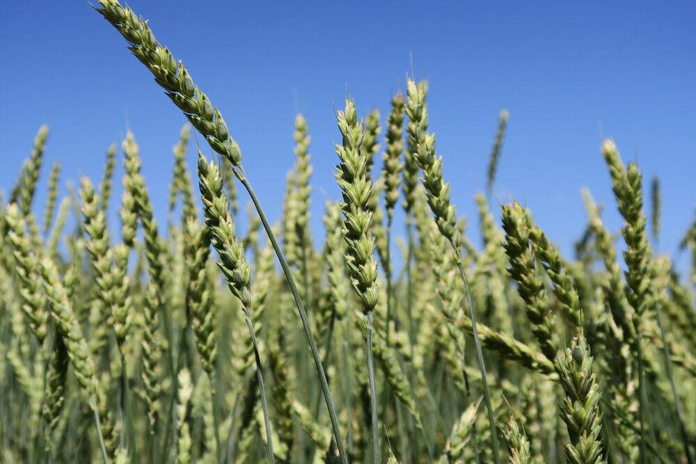 Photograph by Орл Про