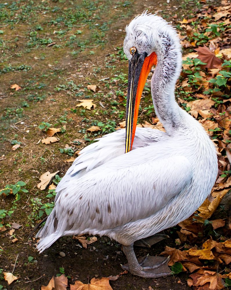 Photograph by Елена Гоосен