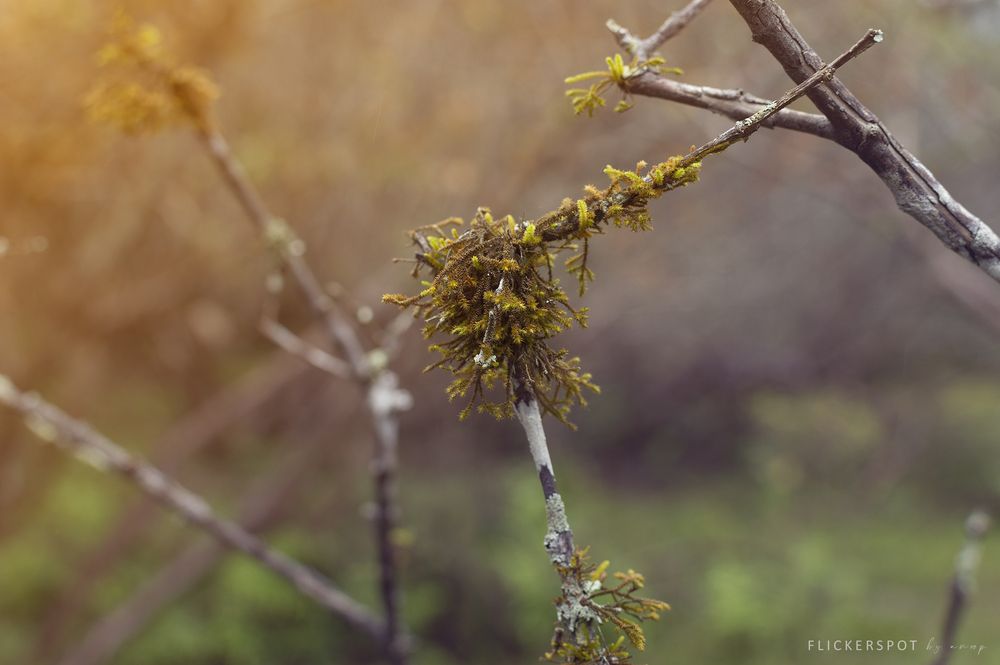 Photograph by anoop s