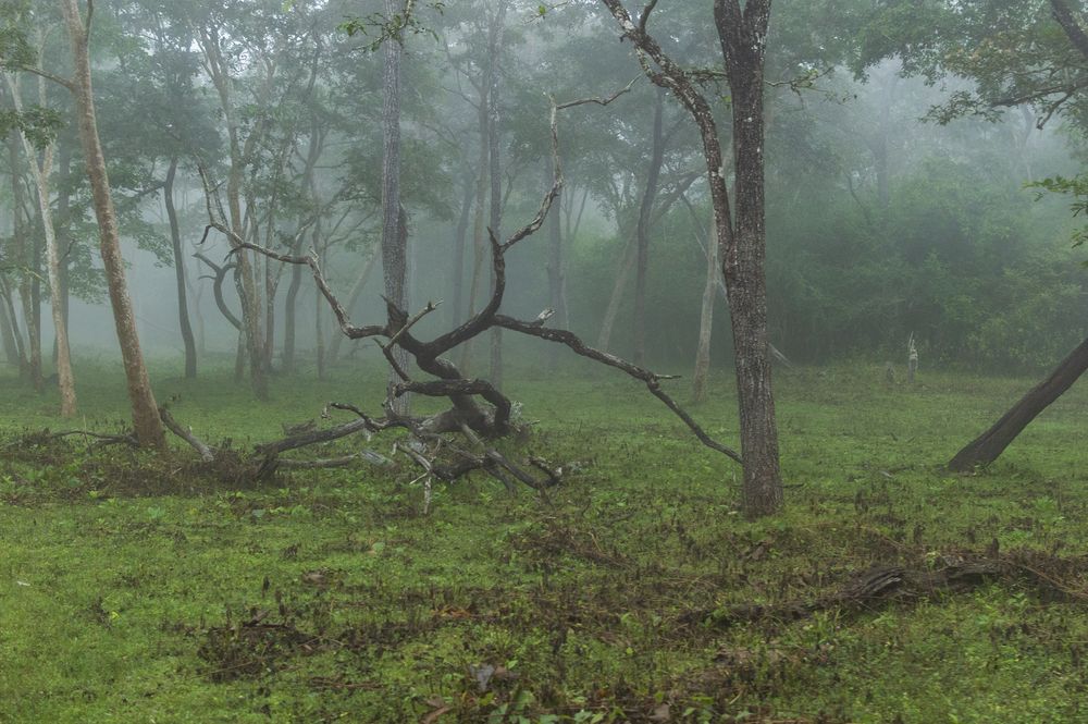 Photograph by anoop s