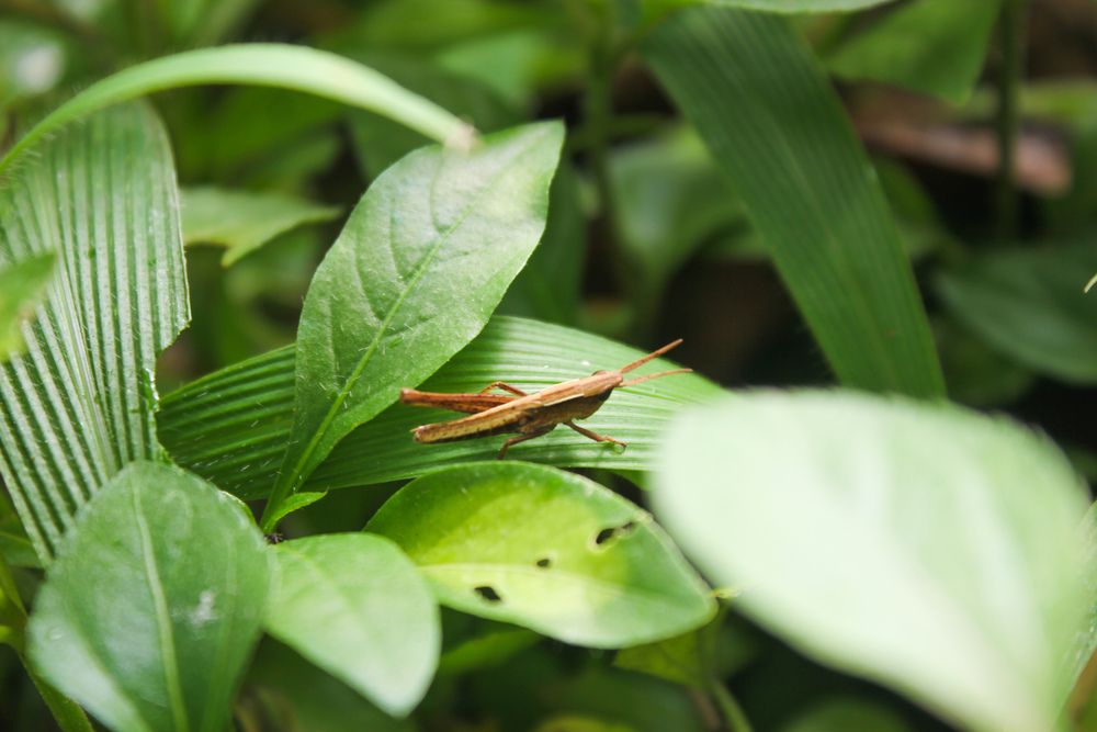grasshopper
