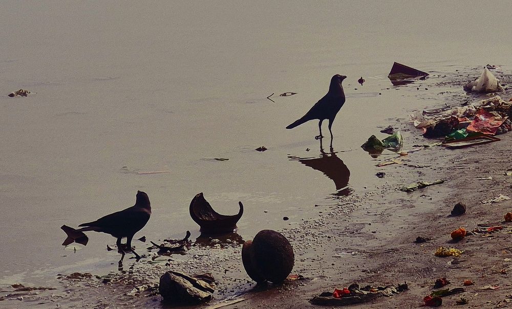 Bird In View