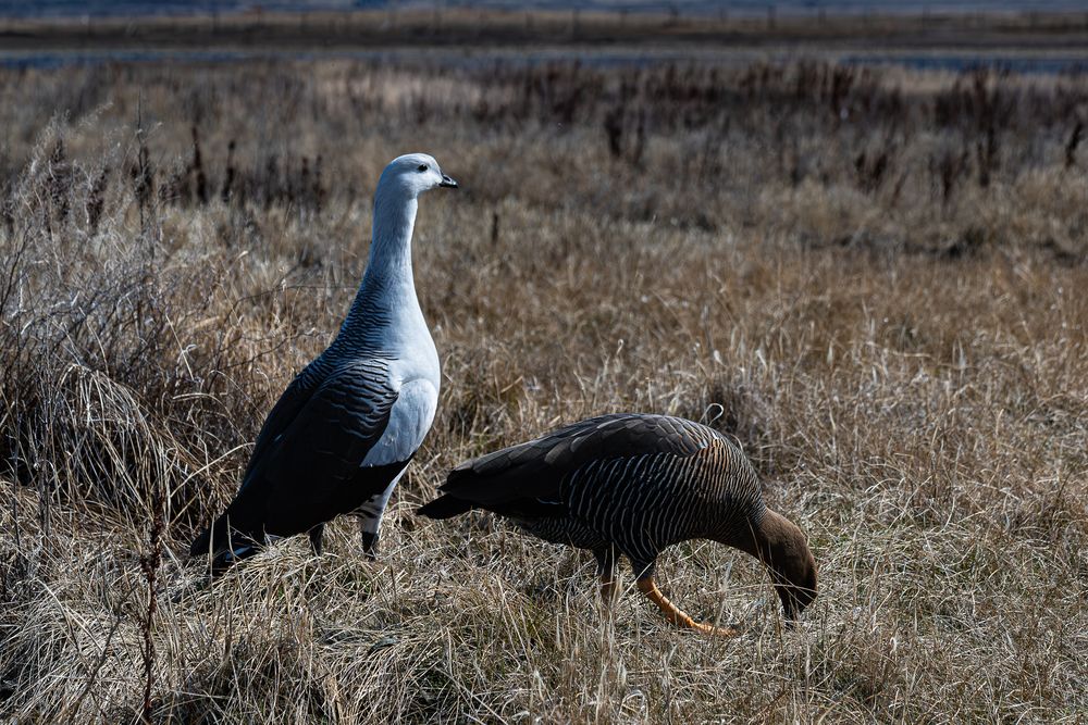 A couple of Magellan Goose Patagonia