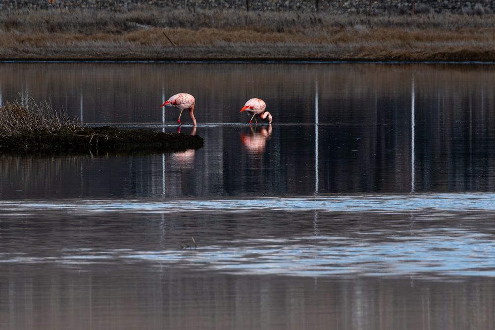 Couple of Famingos laguna Nimez El Calafate