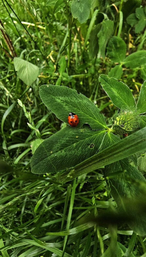 Photograph by Степан Макрушин