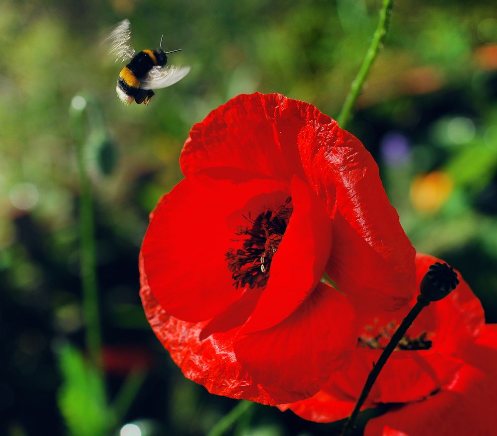 Photograph by Анна Гаврилова