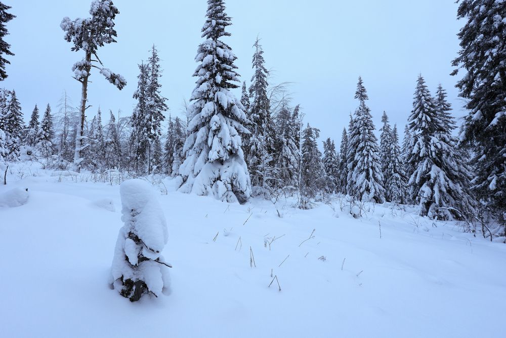 Photograph by Алексей Федотов