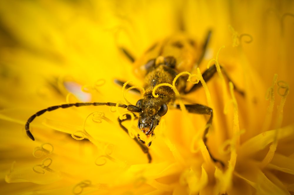 Фотография автора Артем Алхимов