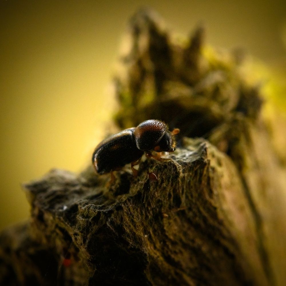 Фотография автора Артем Алхимов