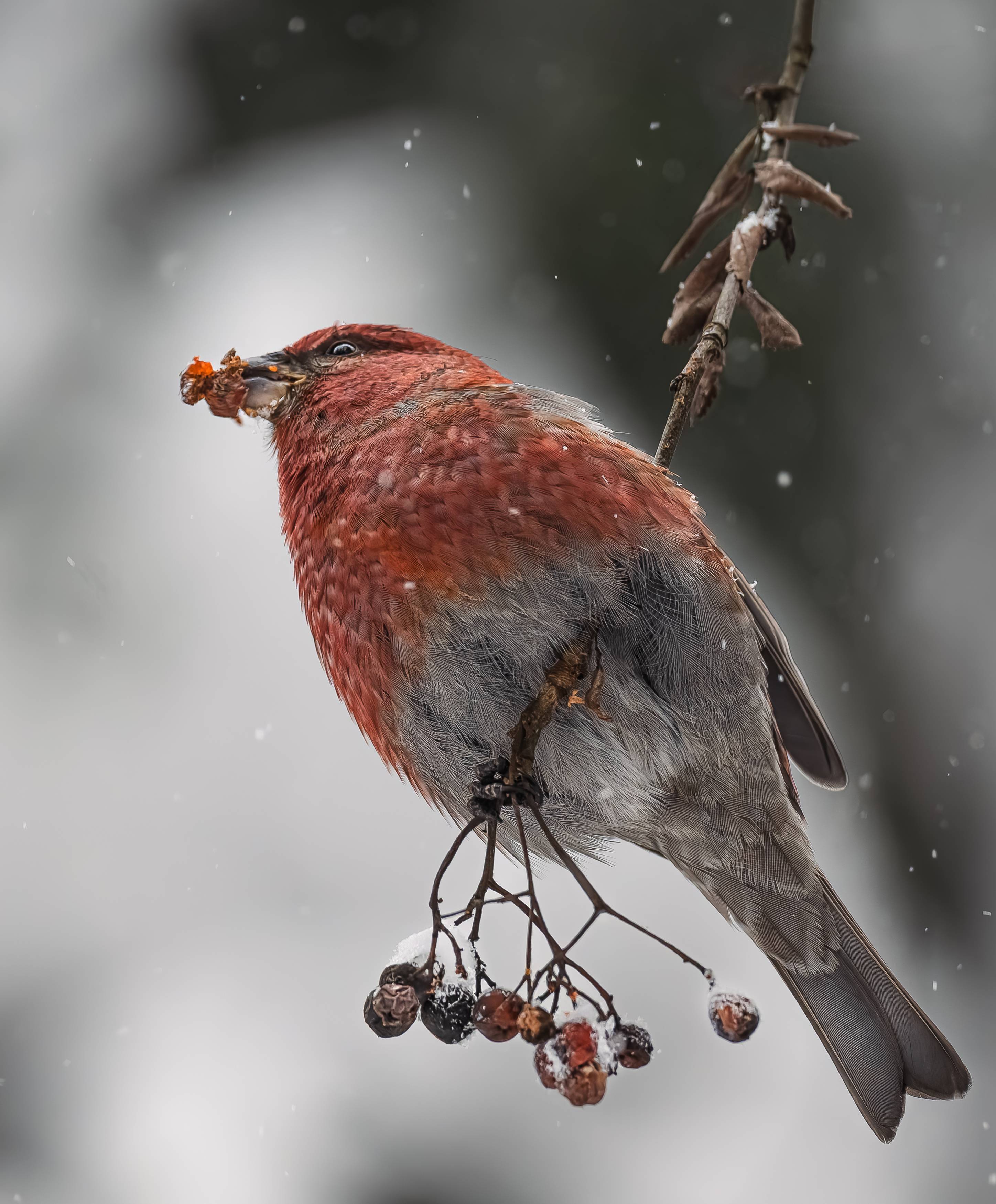 Фотография #13196426