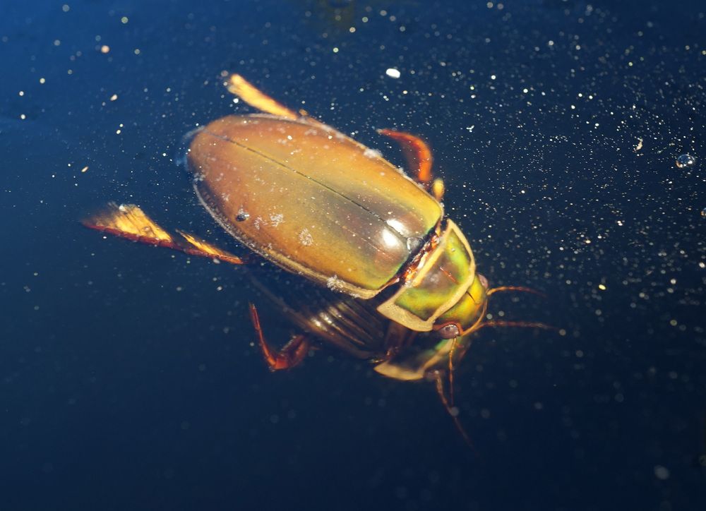 Photograph by Лена Максимкина