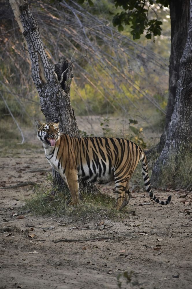 Photograph by Siddharth M(SIDDHU SP)