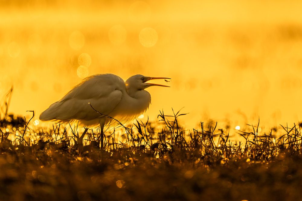 Фотография автора Naveen Kumar