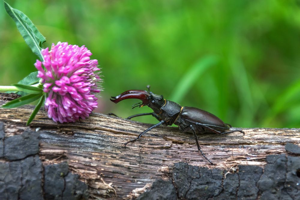 Photograph by Наталья Димова