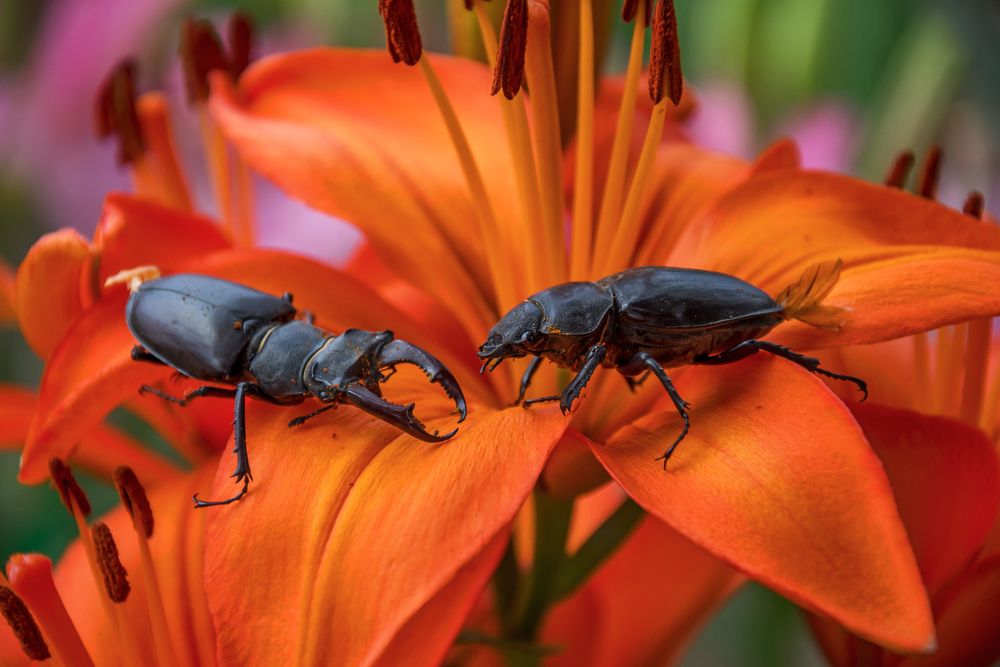 Photograph by Наталья Димова