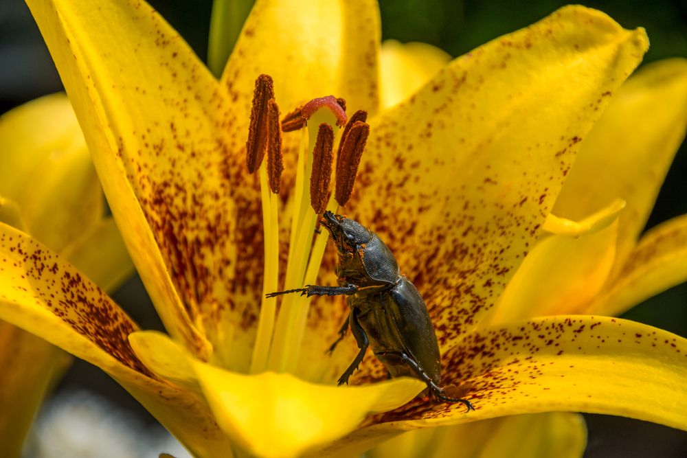 Photograph by Наталья Димова