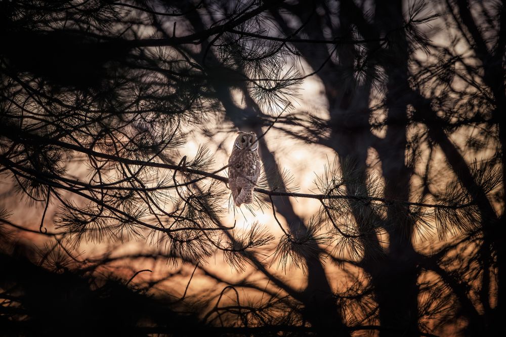 Photograph by Alexandr Lens