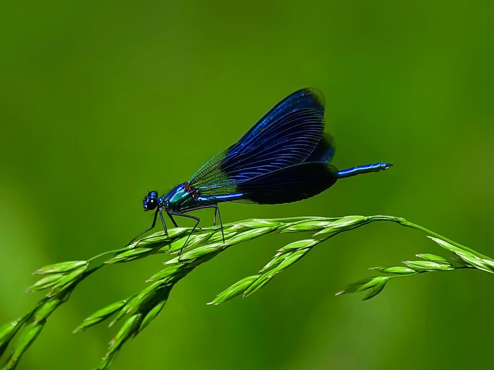 Фотография автора Игорь Чеботарёв