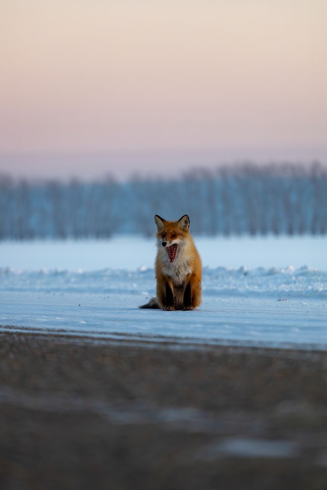 Photograph by Артем Капустин