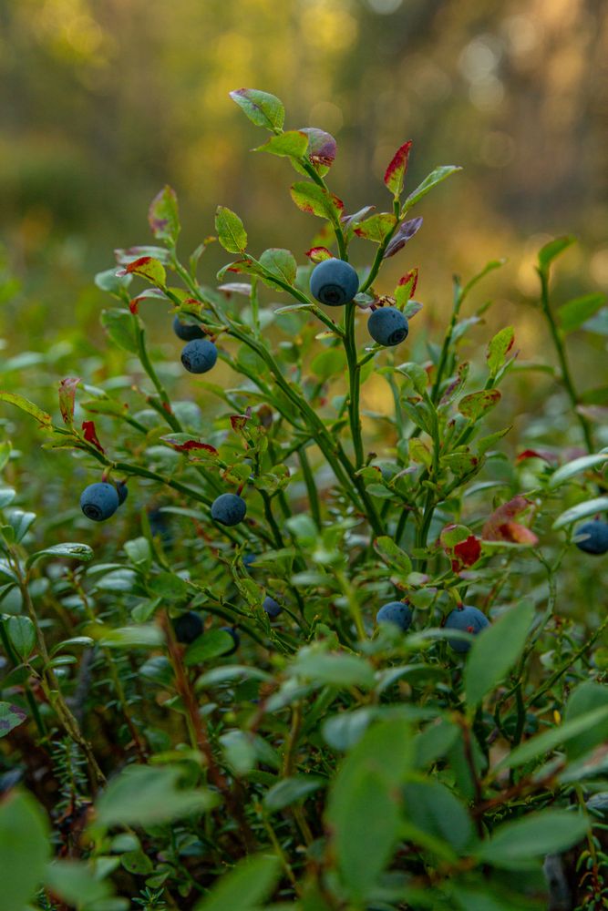 Photograph by Ирина Рыжова