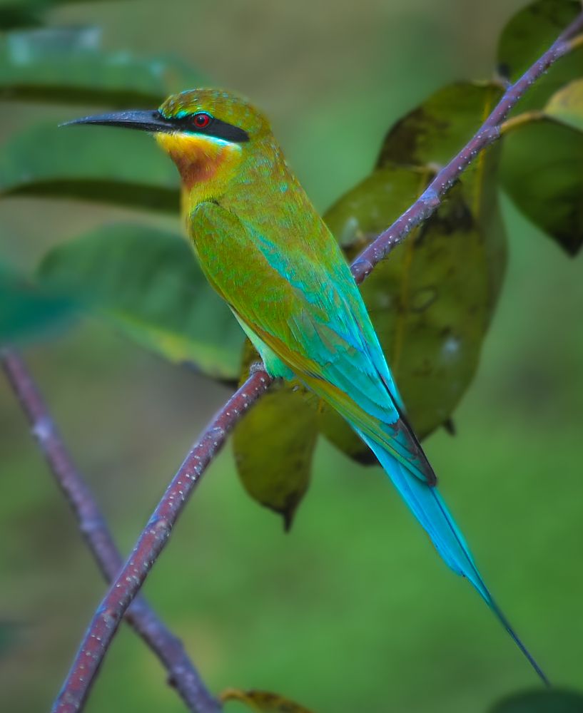 Photograph by Kasun Wickramasinghe